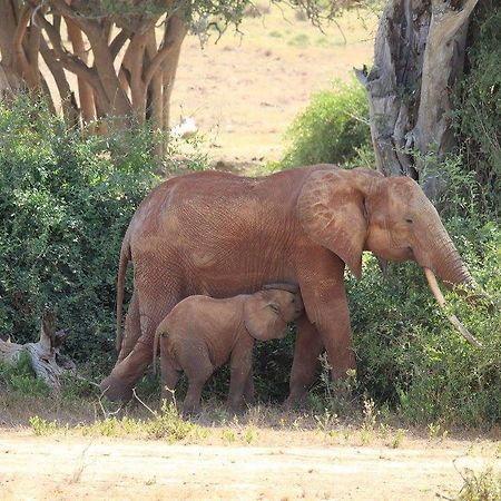 Bed and Breakfast Nyumba Ya Afrika Watamu Zewnętrze zdjęcie